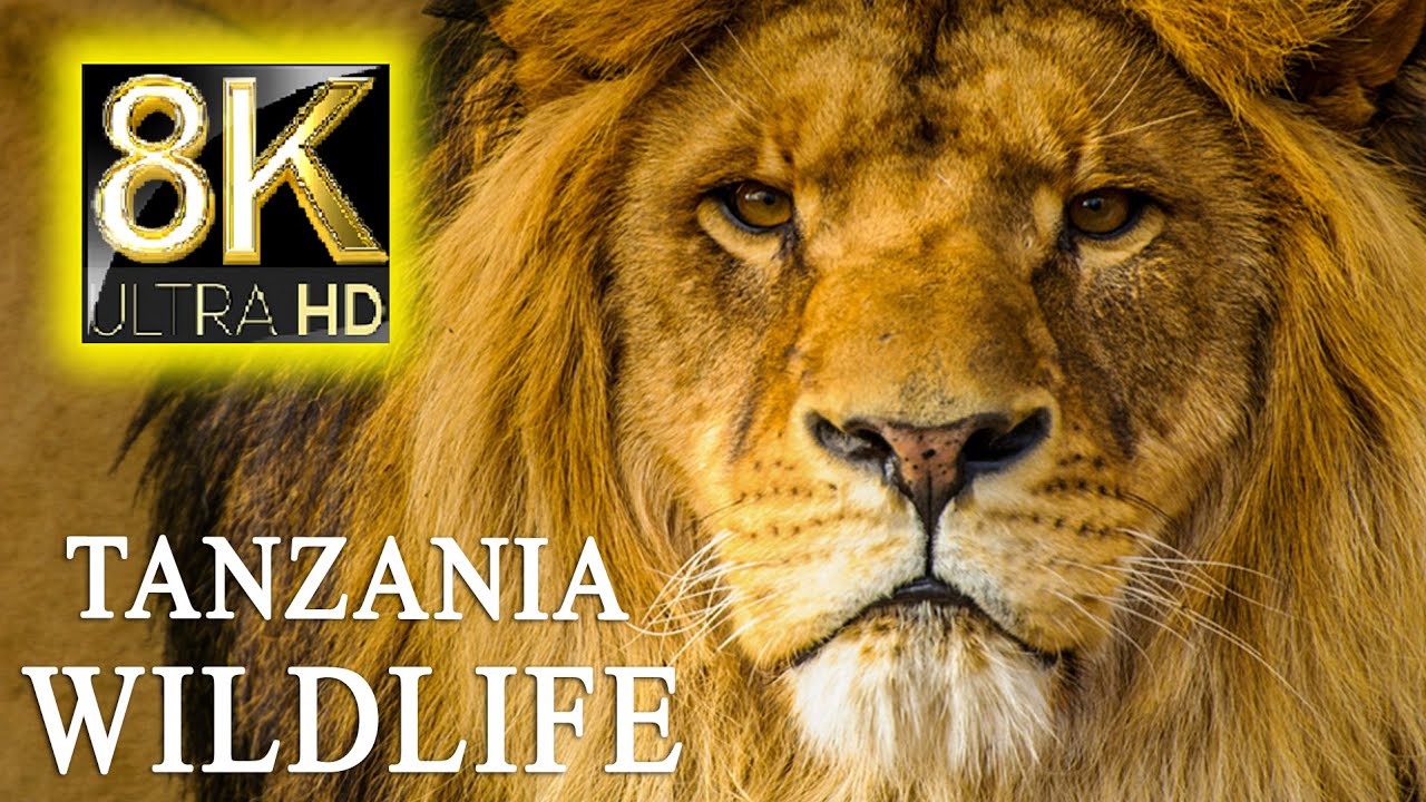 8K TV HDR 60FPS ULTRA HD Most Amazing Wildlife Encounters from