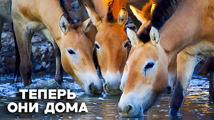 Их заново учат жить в дикой природе. Лошадь Пржевальского