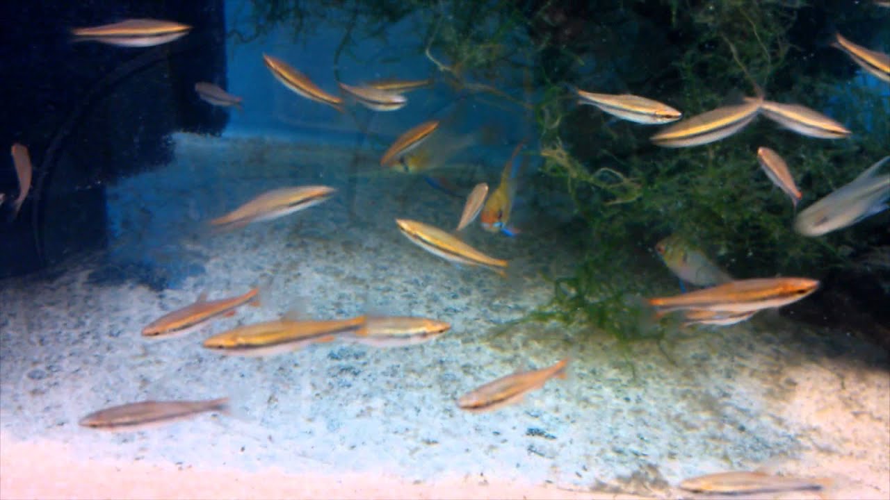 aquarium plants Golden Pencilfish sp. Red and others