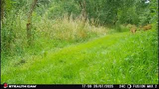 video d1883891 a729 4c9a a79d 25fd816fb51b