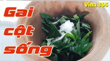 Cách trị gai cột sống tại nhà bằng lá lốt