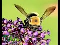 Características de las abejas - TvAgro por Juan Gonzalo Angel