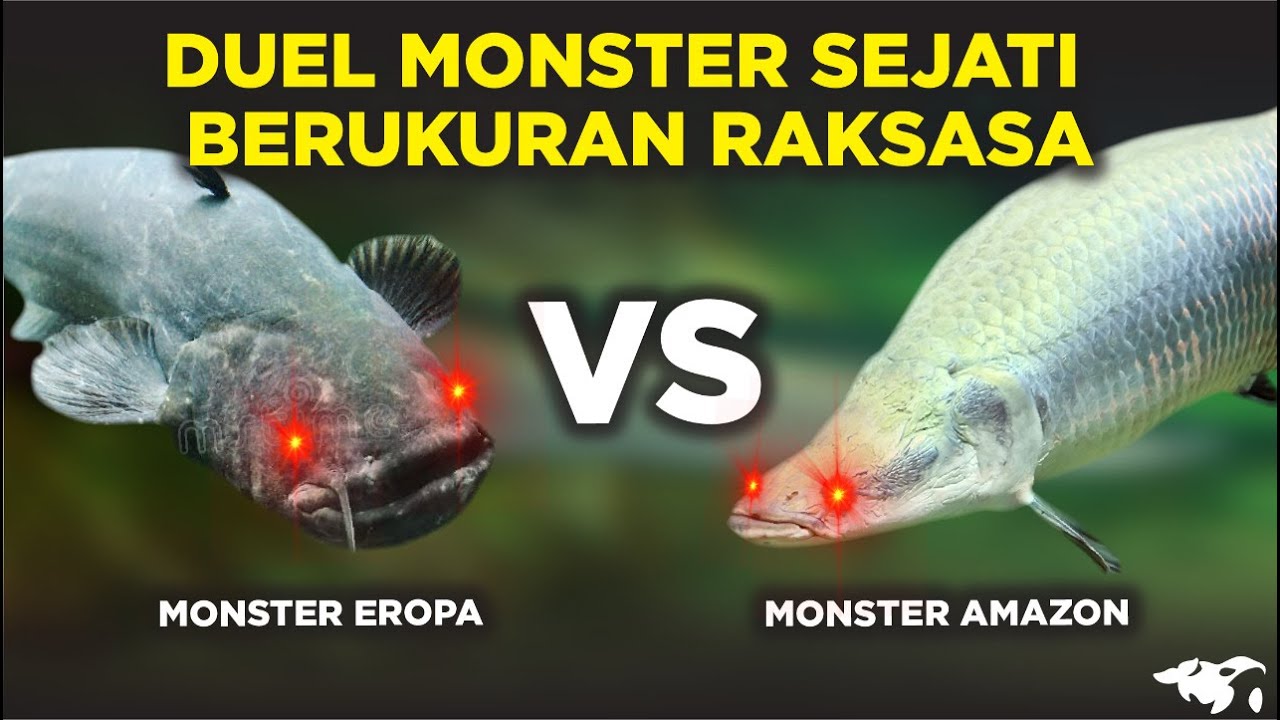 WELS CATFISH VS ARAPAIMA GIGAS, MANA IKAN PREDATOR SEJATI? - YouTube