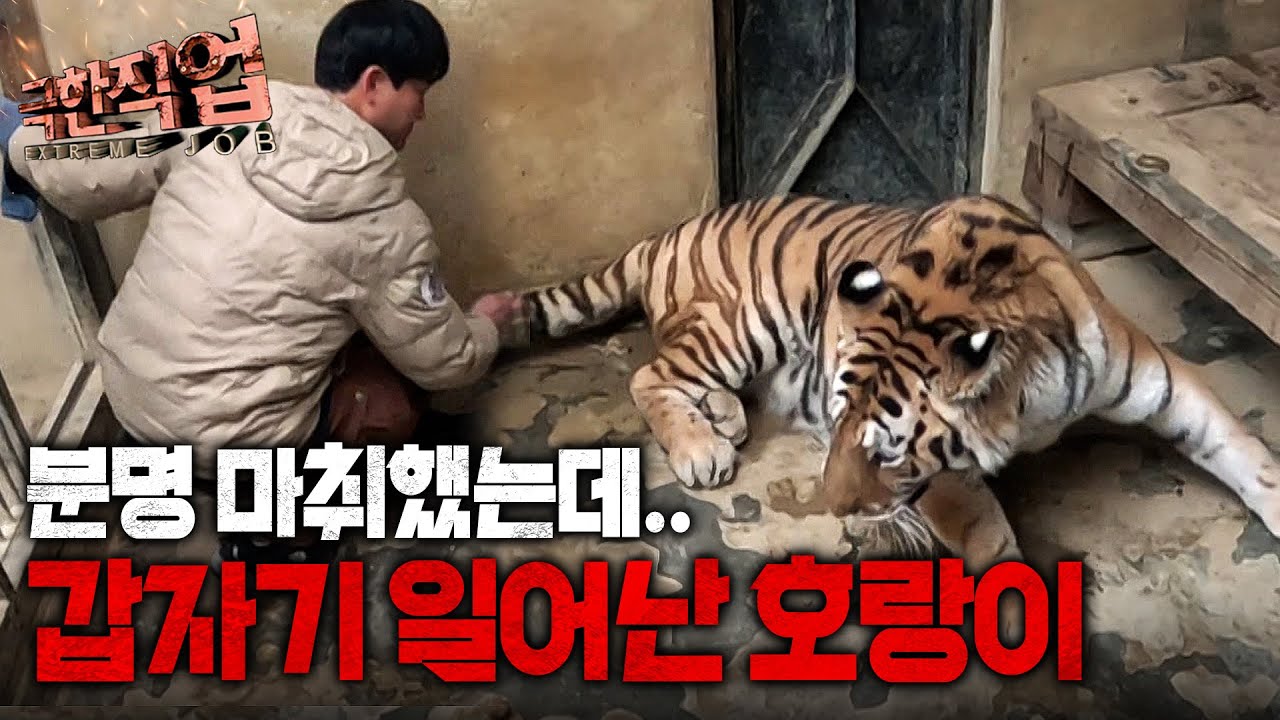 “가끔 제대로 안 맞기도 해요” 한순간도 방심할 수 없는 ‘호랑이 내향성 발톱 제거 수술’ 현장｜극한직업