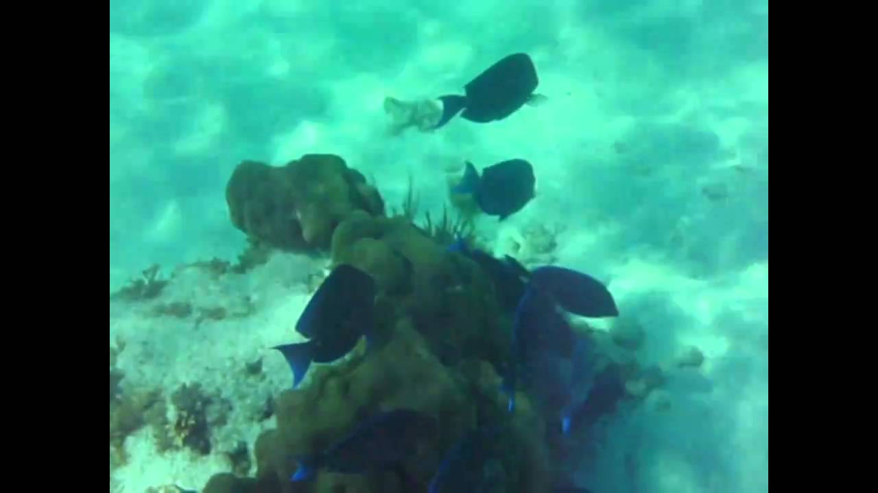 Snorkel Florida Feb 2011 John Pennekamp Grecian Rocks and White Sands ...