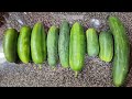 I don't think I have enough cucumbers. 😂