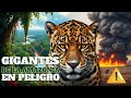 Animales Increíbles Que Viven En La Amazonía Animales Increíbles Que Viven En La Amazonía