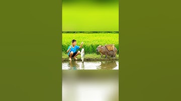 Capybara & Cậu Bé Đi Câu Cá Bán Lấy Tiền Mua Đồ Đi Học | Chợ Quê Vui Nhộn