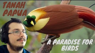 Italian Reacts To Tanah Papua: A Paradise for Birds