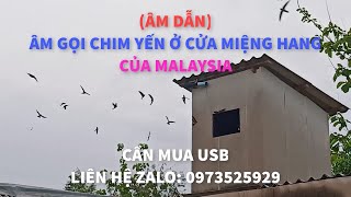 (ÂM DẪN) ÂM THANH GỌI CHIM YẾN Ở CỬA HANG CỦA MALAYSIA