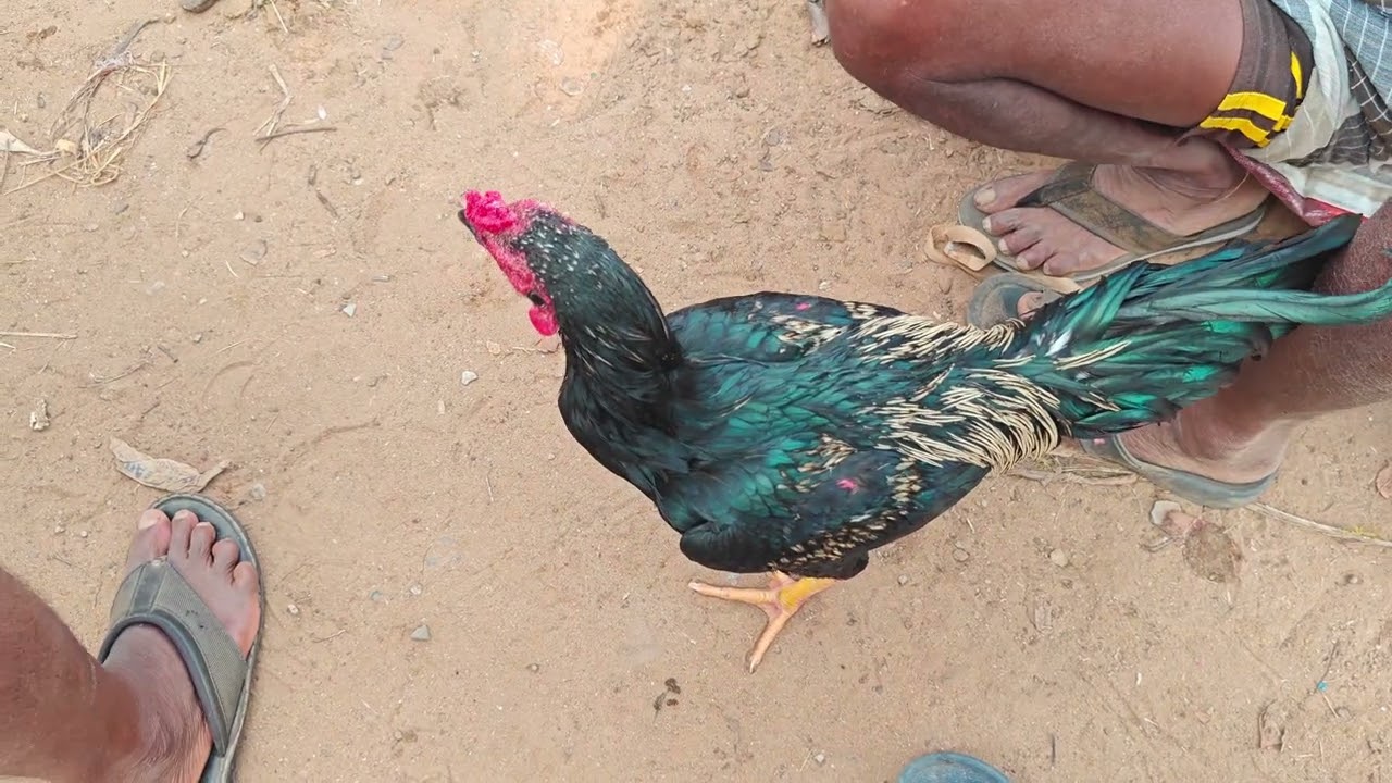 Welcome to Thimiram Natu Kollu Santha 🐓#foryou #youtubeshorts #viralvideo #natukollufarming #santa 
