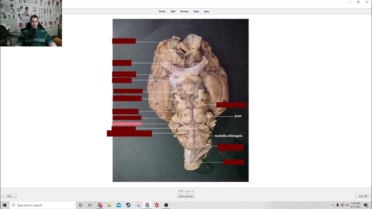 Anatomy Anki Flashcard Instructions YouTube