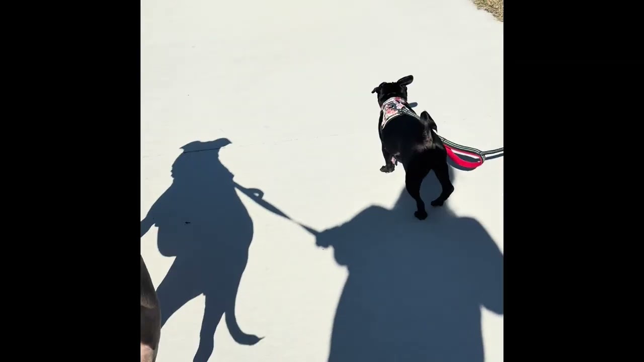 Harley & Humphrey Unfiltered 🐶 Everyday Dog Mom Life