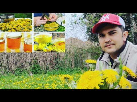 Video: La ce este folosită trestia de zahăr – Aflați ce să faceți cu plantele de trestie de zahăr