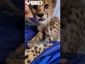 Не сразу узнали кого спасли #добро #животные  #спасение  #рекомендации