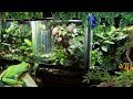 50 Frogs and 500 Plants!!! Frog room tour 2019 | Electra Snow