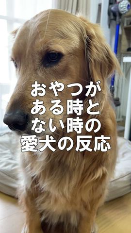 おやつがある時とない時の愛犬の反応の違いw#shorts