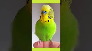 Budgie Ready To Sing Budgie Lovely Soundbudgies 