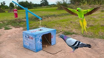 Easy Bird Trap Using Cardboard With blue pipe ​a can _ Bird Trap Working 100%