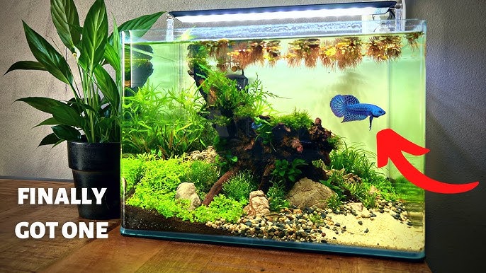 How To Decorate A BETTA FISH Tank? 