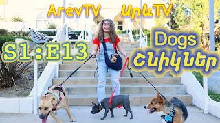 S1E13 - Dogs | Շնիկներ | Arev TV/ԱրևTV | (Armenian Program for Children)