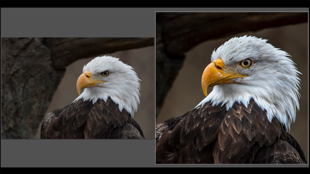 Rescuing a Previously REJECTED Wildlife Image with LIGHTROOM Rescuing a Previously REJECTED Wildlife Image with LIGHTROOM