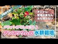 簡単なのにオシャレ過ぎるアンスリウムの楽しみ方♪【観葉植物】