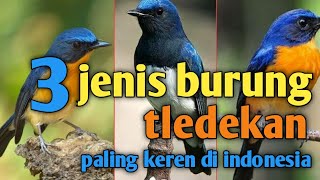 3 jenis burung tledekan paling keren dan bersuara merdu