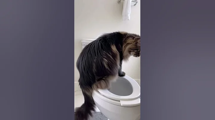 Video 11700221: mainecoon cat funnycats cutecats, cat mainecoon funnycats animals, cat bathroom
