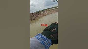 SỨC MẠNH CÁ MĂNG TRÊN 1,5 KG #câu cá #câu lure# K FISHING  LURE