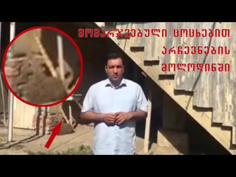 „ნაცმოძრაობაზე“ ინტერნეტში მორიგი ვიდეო გავრცელდა სათაურით  „მომარჯვებული ცოცხებით“