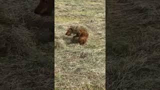 Ruby the irish terrier rolling in fresh cut grass  #shortsvideo