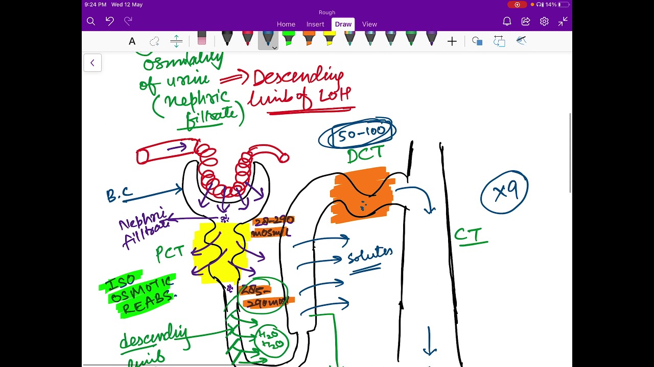 Kidney - The Counter Current Mechanism