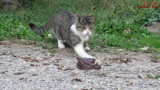 A wild cat hunting … toying with a snake.