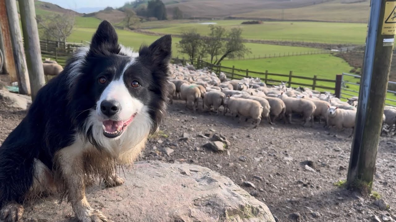 Amazing sheepdog herding lambs solo completely unedited 
