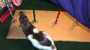 How to Teach your Rat to navigate the Weave Poles