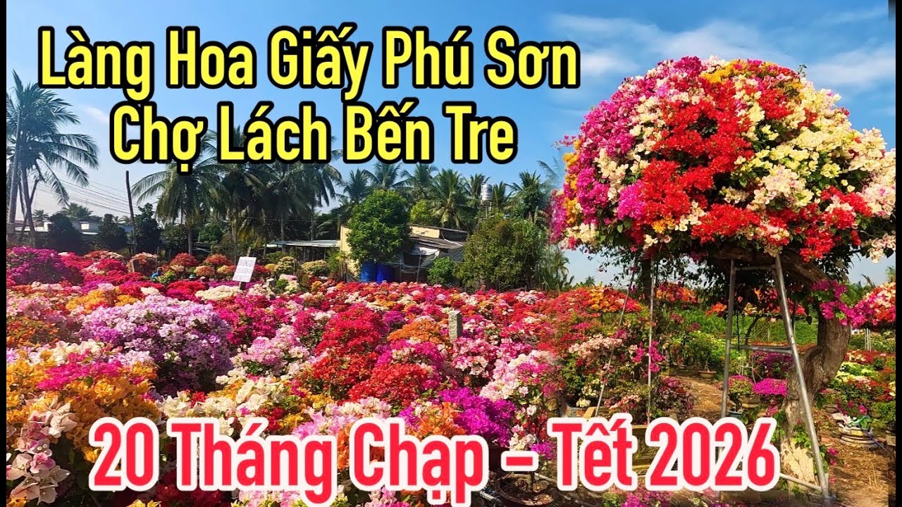 Tình hình làng hoa giấy Phú Sơn ở chợ Lách Bến Tre tết 2026, tết ở làng hoa giấy lớn nhất Việt Nam.