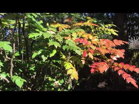 Video: Leatherleaf Mahonia Bog'larda - Teri barglari Mahonia o'simliklarini etishtirish bo'yicha maslahatlar