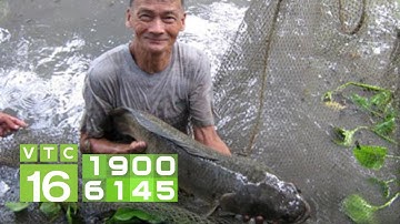 Bí kíp nuôi cá quả thu lãi hàng trăm triệu đồng I VTC16