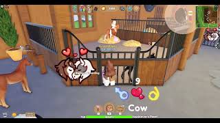 breeding more crosscoat dutchies! wild horse islands roblox