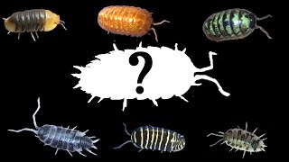 Best Isopods for Humid Enclosures?