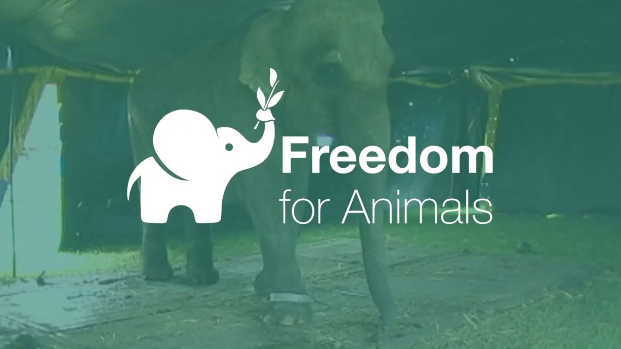 VICTORY Wild Animals are Banned in Circuses in England! YouTube