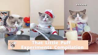 That Little Puff Compilation | Life Hacks Experiment Meow