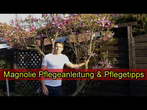 Video: Magnolie Großblumig (24 Fotos): Beschreibung Der Grandiflora, Zu Hause Wachsen, Pflanzen Und Pflegen, Reproduktion