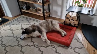 Old Husky Was Fast Asleep When I Got Back by Sherpa 48,291 views 2 months ago 3 minutes, 17 seconds