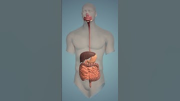 Bijlage is nuttig #wetenschap #feiten #menselijkeanatomie #biologie