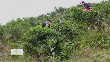 BÀ CON DÂN TỘC THIỂU SỐ Ở HÀ GIANG TRỒNG CHÈ SHAN TRĂM TUỔI TRÊN ĐỘ CAO 1.350M