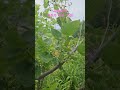 대추가 달렸어요#대추#무농약#5년만에#힐링