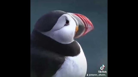 تبارك الذي بيده الملك وهو على كل شيء قدير- |قرآن راحة نفسية🌼| ستوريات قران كريم|قرآن حلات | quran|