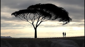 A tree fractal GUI program made with C++, and includes a random tree generator